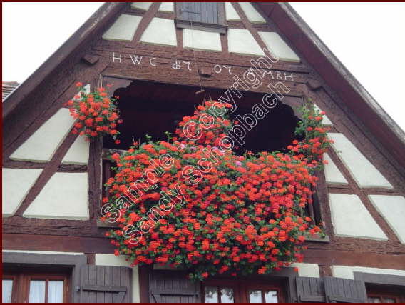 Alsace Geraniums