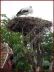 Stork of Alsace